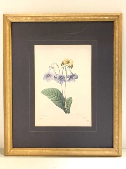 BOTANICAL ARTWORK, CLEARED, BUTTERFLY ON FLOWER