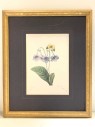 BOTANICAL ARTWORK, CLEARED, BUTTERFLY ON FLOWER