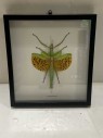Framed Bug