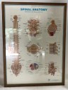 SPINAL ANATOMY, DOCTOR