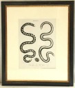 Framed Artwork Snakes