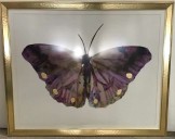 ARTWORK, CLEARED, BUTTERFLY