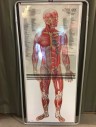 Anatomical Diagram, Metal Frame