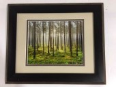Framed Photo Trees