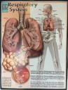 MEDICAL Respiratory System