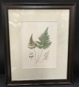 Framed Botanical Fern Art, Cleared Art